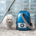 Carpet Care And Cleaning Advice For Pet Owners